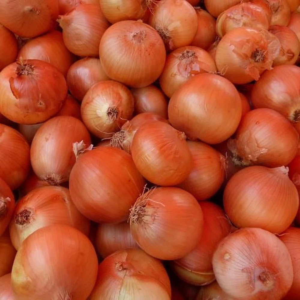 Brown Onion